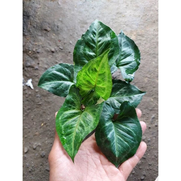 Syngonium T24 2-3 Leaves