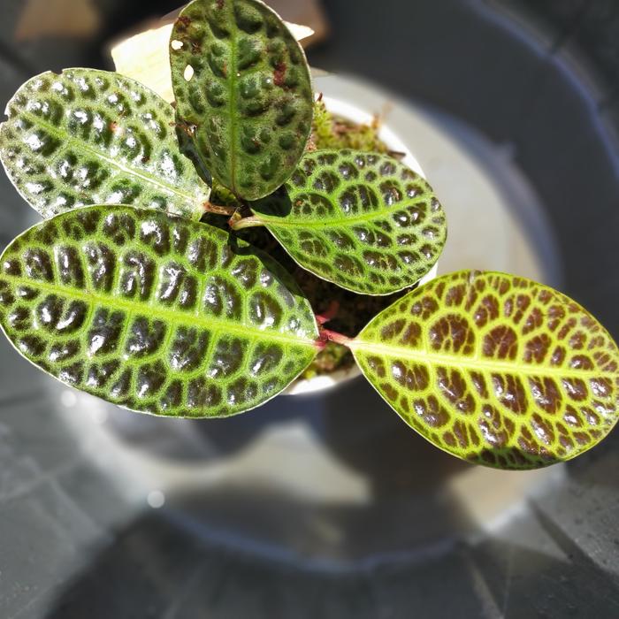 Labisia Turtle 2 - 4 leaves