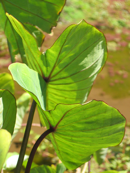 Colocasia Esculenta 2-3 Leaves