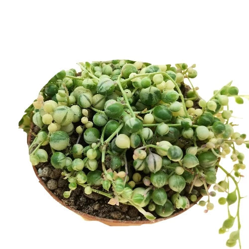 Senecio Rowleyanus Strings of Pearl Variegated 2-3 Leaves