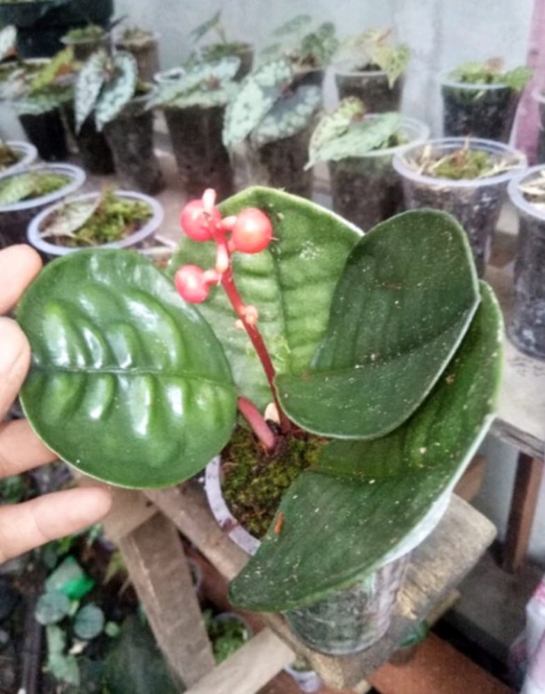 Labisia Bowl 2-3 Leaves