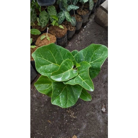 Ficus Lyrata 20 - 30cm