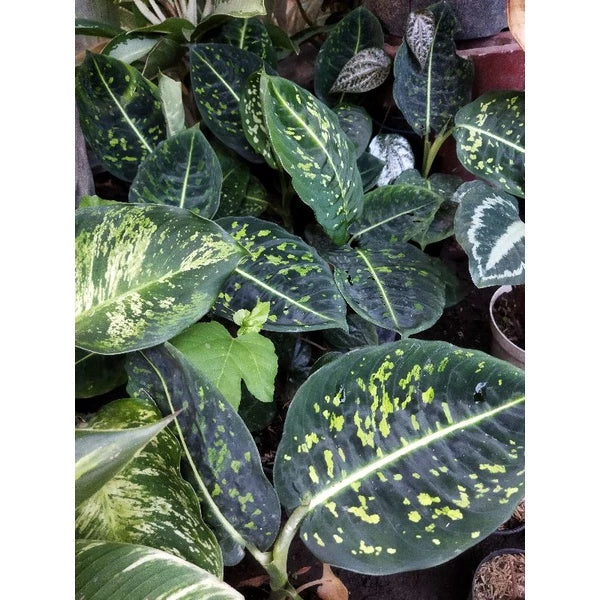 Dieffenbachia Reflector 2-3 Leaves