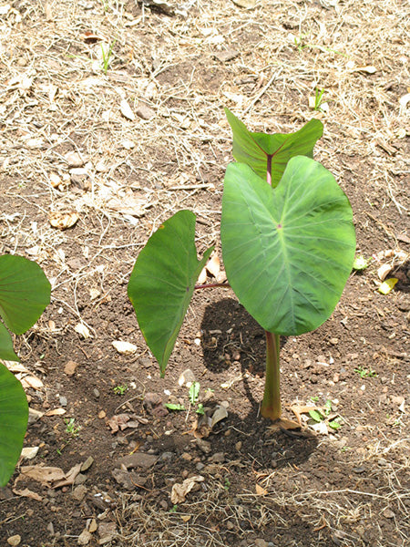 Colocasia Esculenta 2-3 Leaves