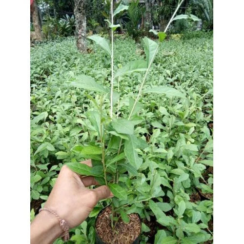 Vernonia Elliptica 20 - 30cm