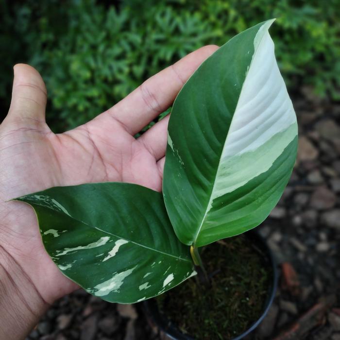 Rhaphidophora Foraminifera Variegated 2 - 4 leaves