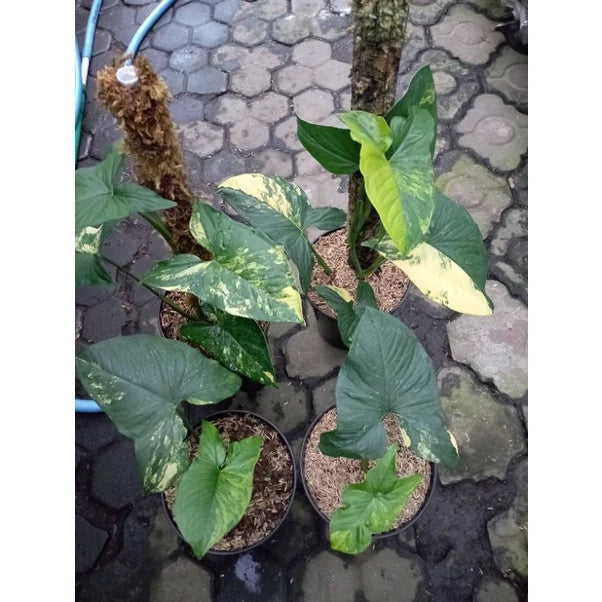 Syngonium Aurea 2 - 4 leaves