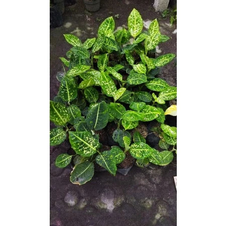 Dieffenbachia Reflector 2-3 Leaves