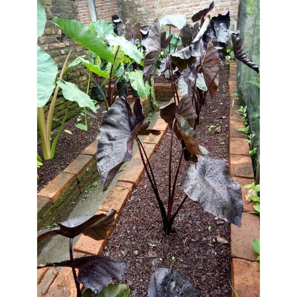 Colocasia Black Coral 2-3 Leaves