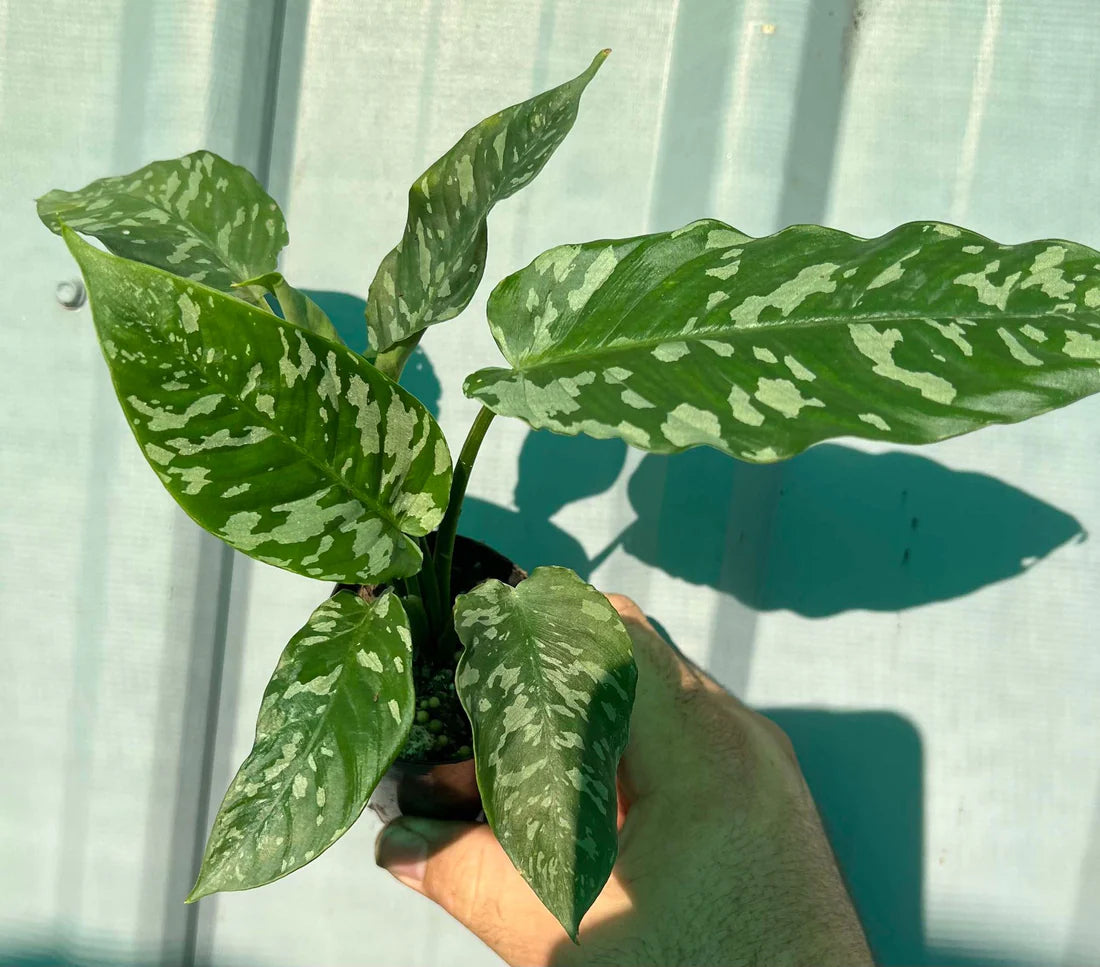Schismatoglottis Motleyana 2 - 4 leaves