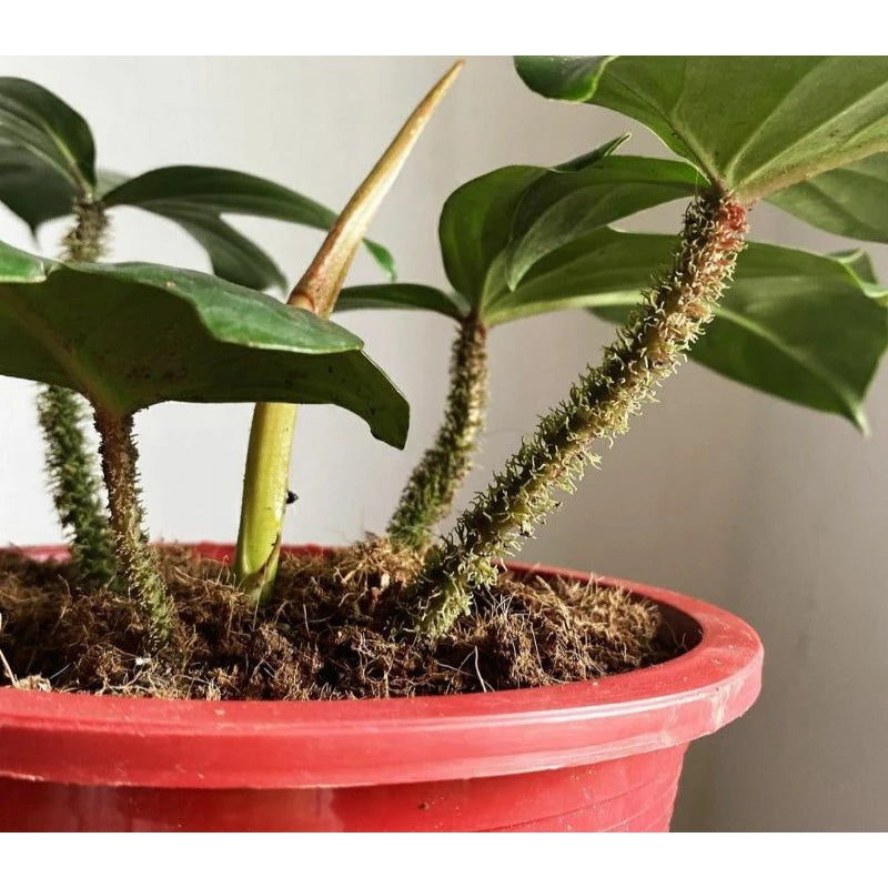 Philodendron Squamiferum 2 - 4 leaves