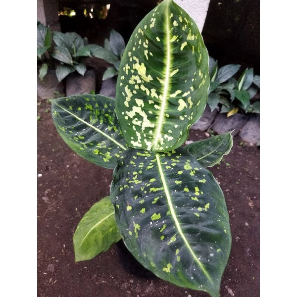 Dieffenbachia Reflector 2-3 Leaves