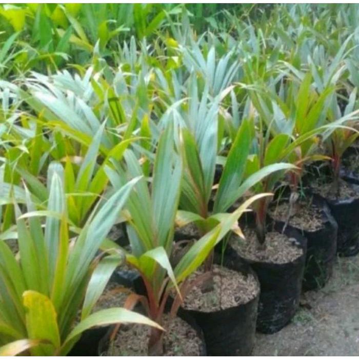 Lipstick Palm 20 - 30cm