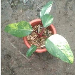 Philodendron Strawberry Shake 2-3 Leaves