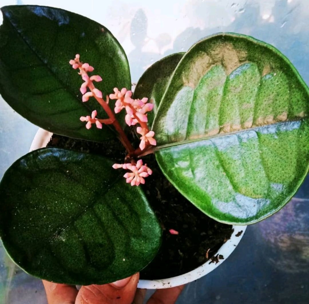 Labisia Bowl 2-3 Leaves