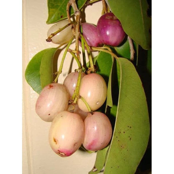 Syzygium Cumini White 30 - 50cm