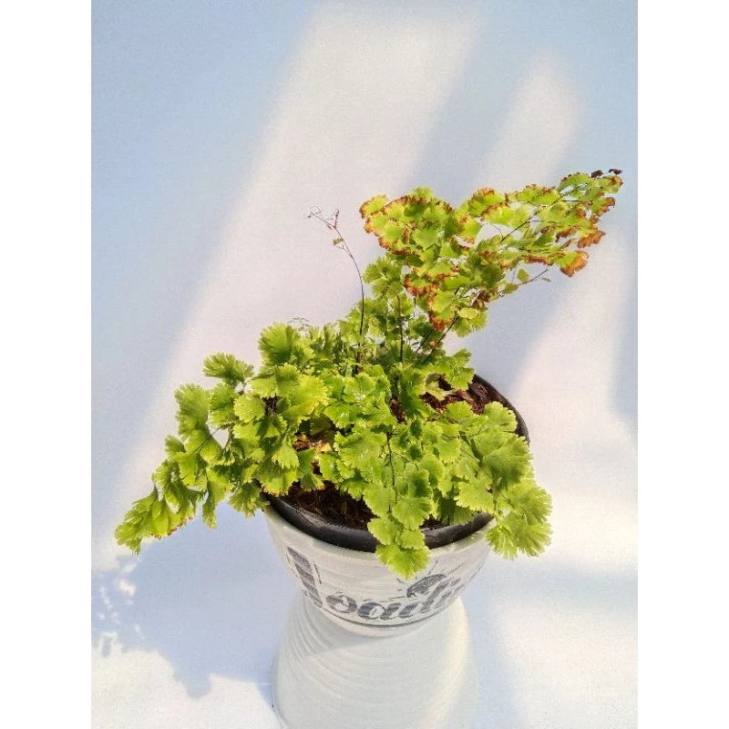 Adiantum Capillus medium size
