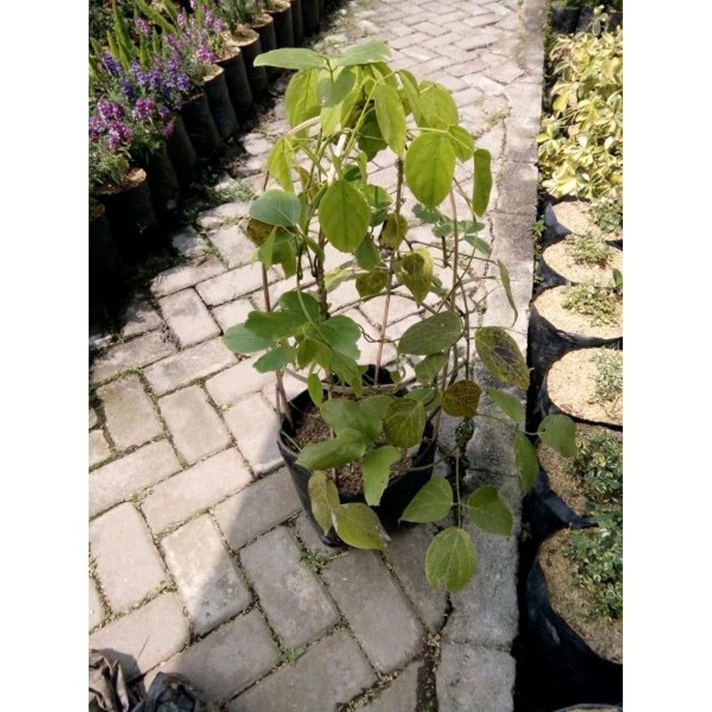 Flame of Irian Mucuna Bennetii 2 - 4 leaves