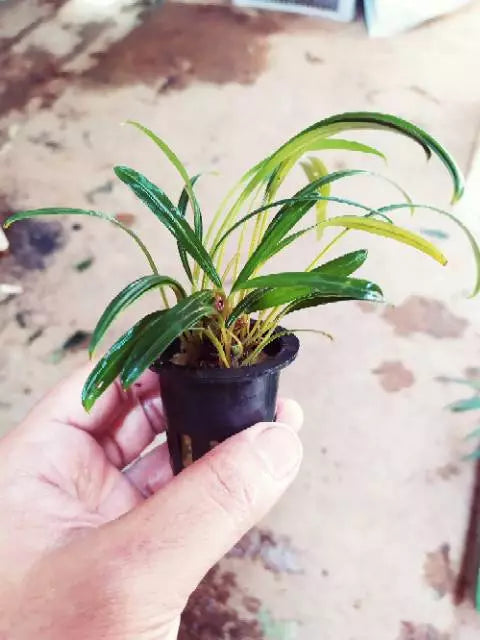 Aridarium Narrow Leaf 2-3 Leaves