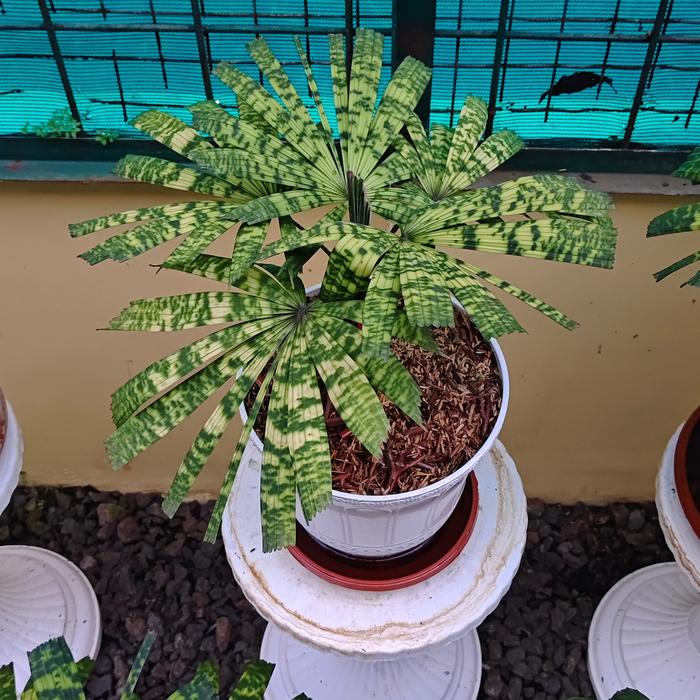 Licuala Mapu 2 - 4 leaves