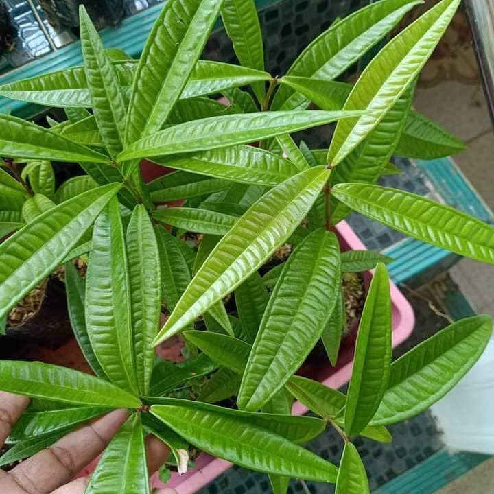 Syzygium Sulawesinensis 30 - 50cm