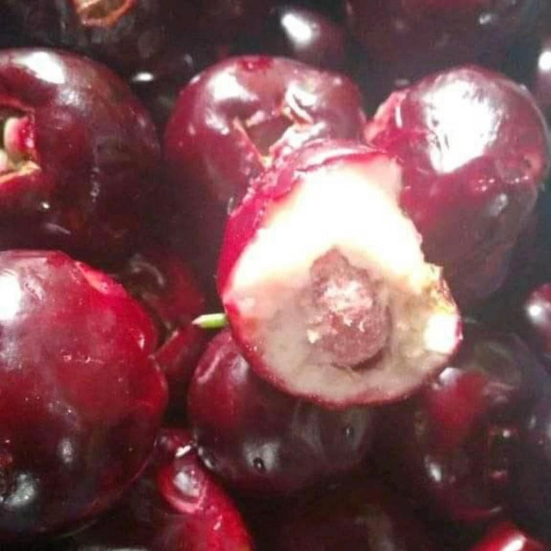 Syzygium Sulawesinensis 30 - 50cm