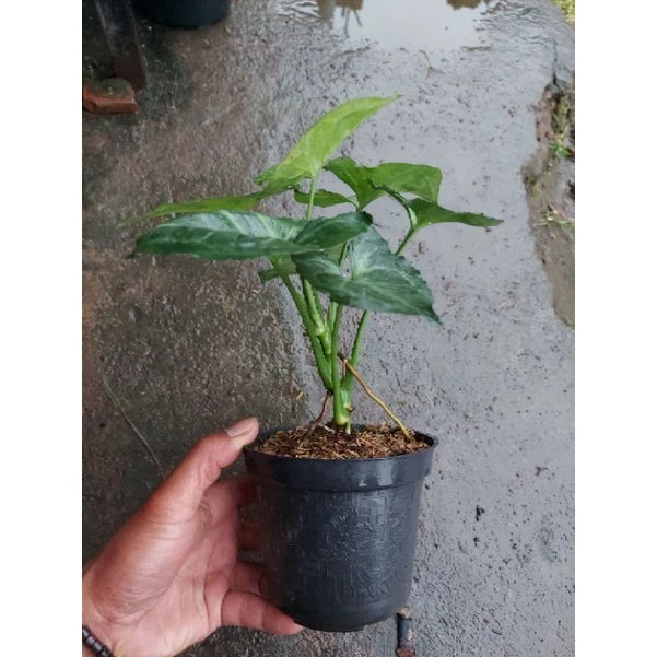Syngonium T24 2-3 Leaves