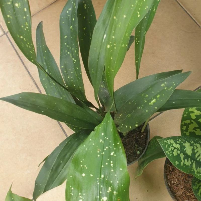 Aspidistra Elatior Milky Way 2-3 Leaves