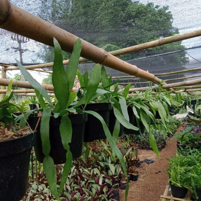 Epiphyllum Oxypetalum White Flower 20 - 30cm