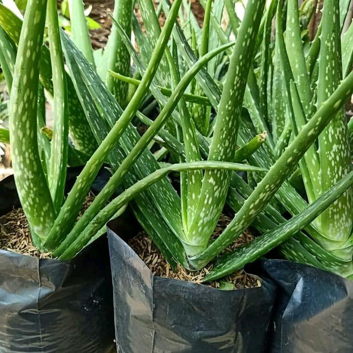 Aloe Barbadensis Miller medium size