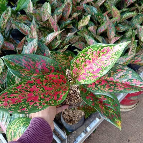 Aglaonema Venus 2 - 4 leaves