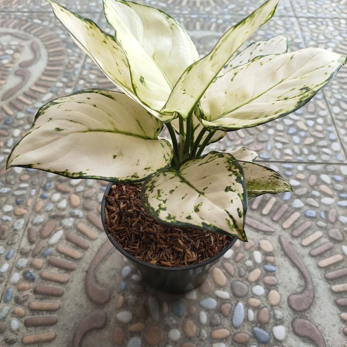 Aglaonema Super White 2 - 4 leaves