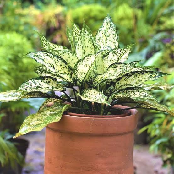 Aglaonema Snow White 2 - 4 leaves