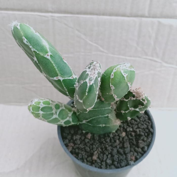 Opuntia Zebrina medium size