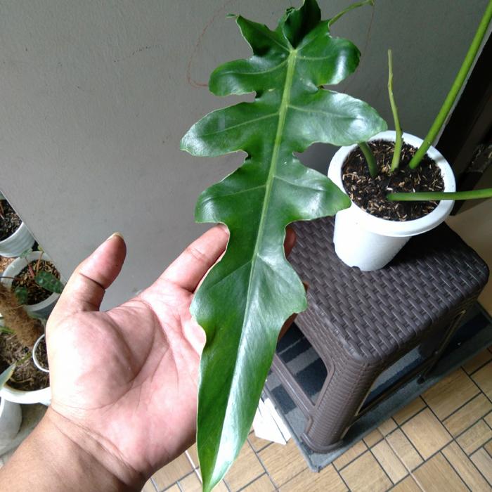 Philodendron Bob Cee 2-3 Leaves