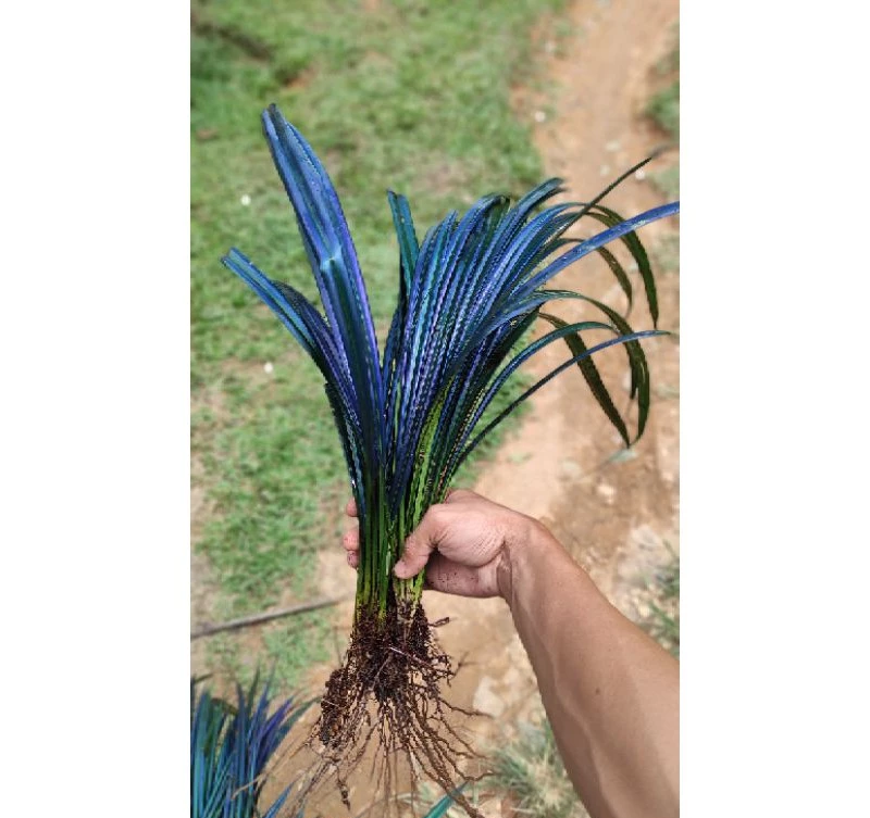 Mapania Caudata 2 - 4 leaves