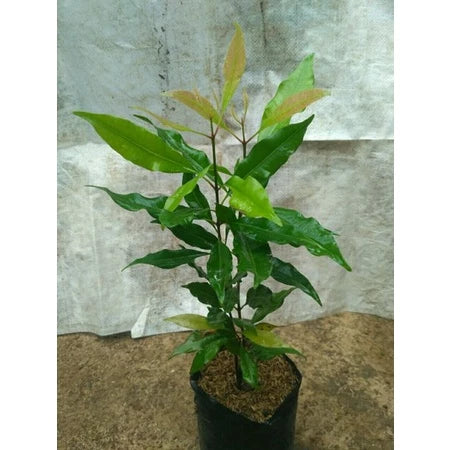Syzygium Aromaticum 30 - 50cm