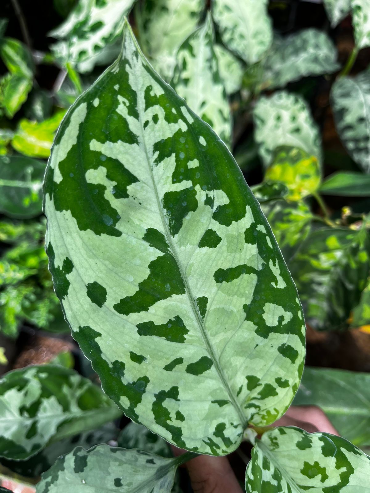 Aglaonema Tricolor 2-3 Leaves
