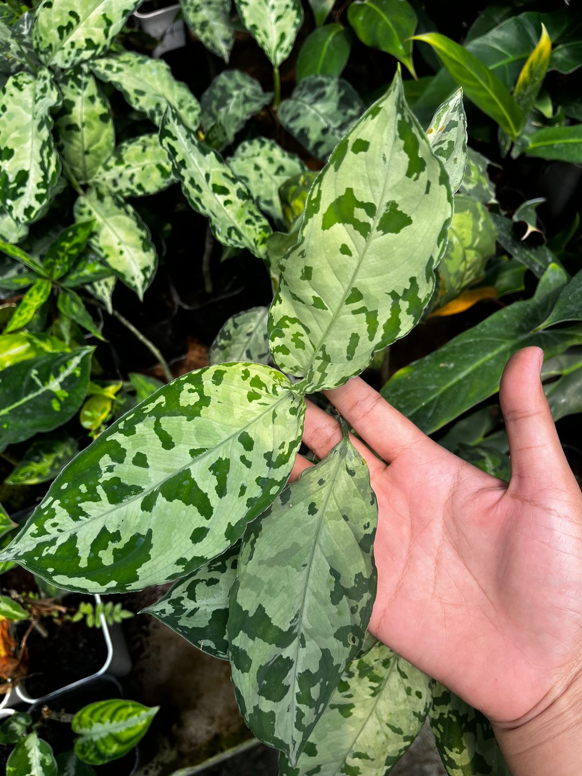 Aglaonema Tricolor 2-3 Leaves