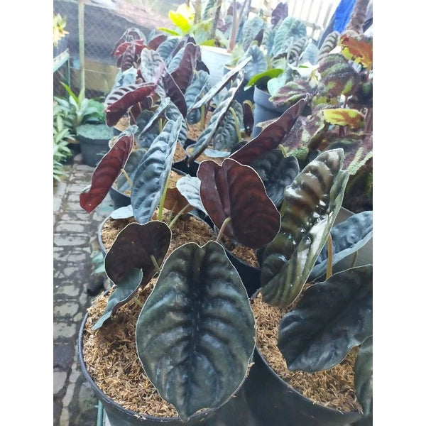 Alocasia Cuprea 2-3 Leaves