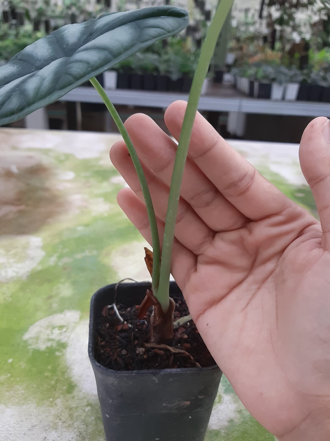 Alocasia Baginda Dragon Scale 2-3 Leaves