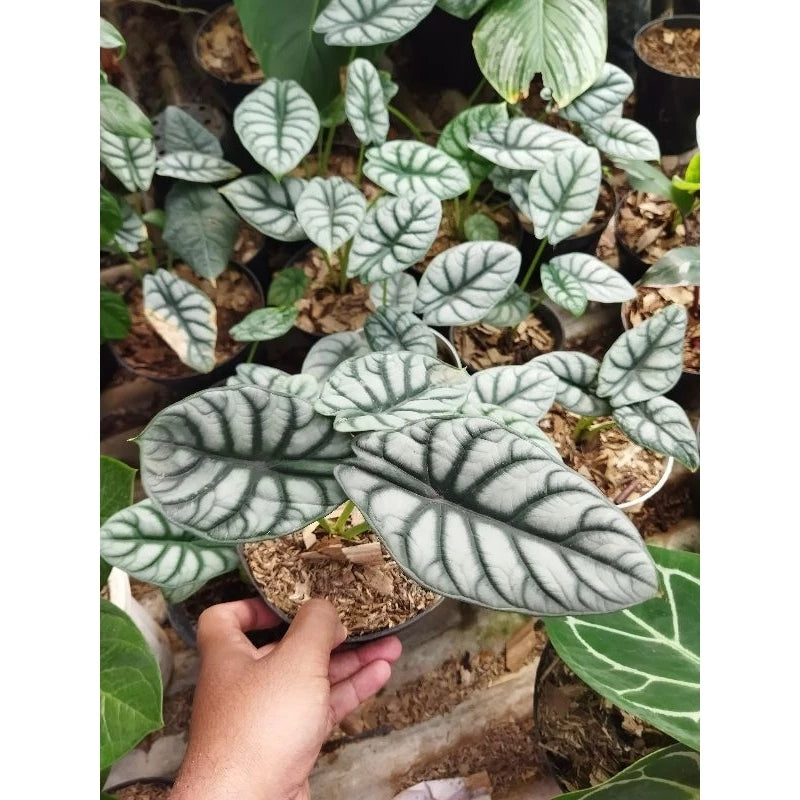 Alocasia Baginda Silver Dragon 2-3 Leaves