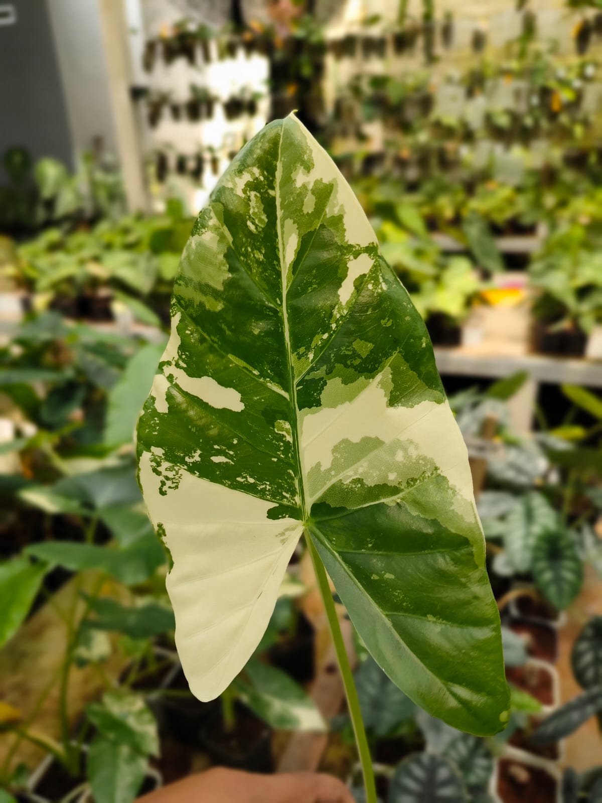 Alocasia Macrorrhiza Variegated 2-3 Leaves