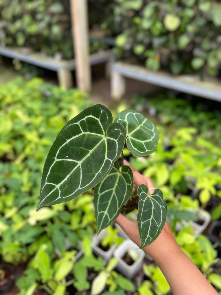 Anthurium Crystallinum 2-3 Leaves