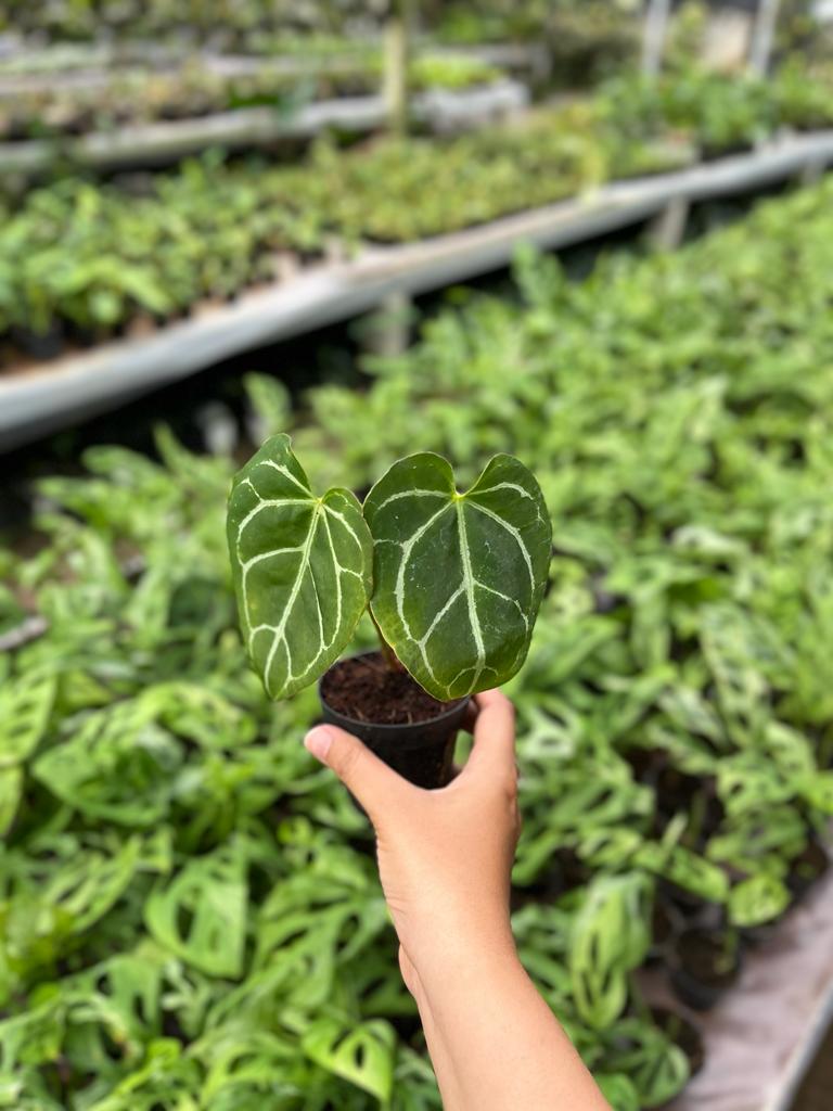 Anthurium Crystallinum 2-3 Leaves