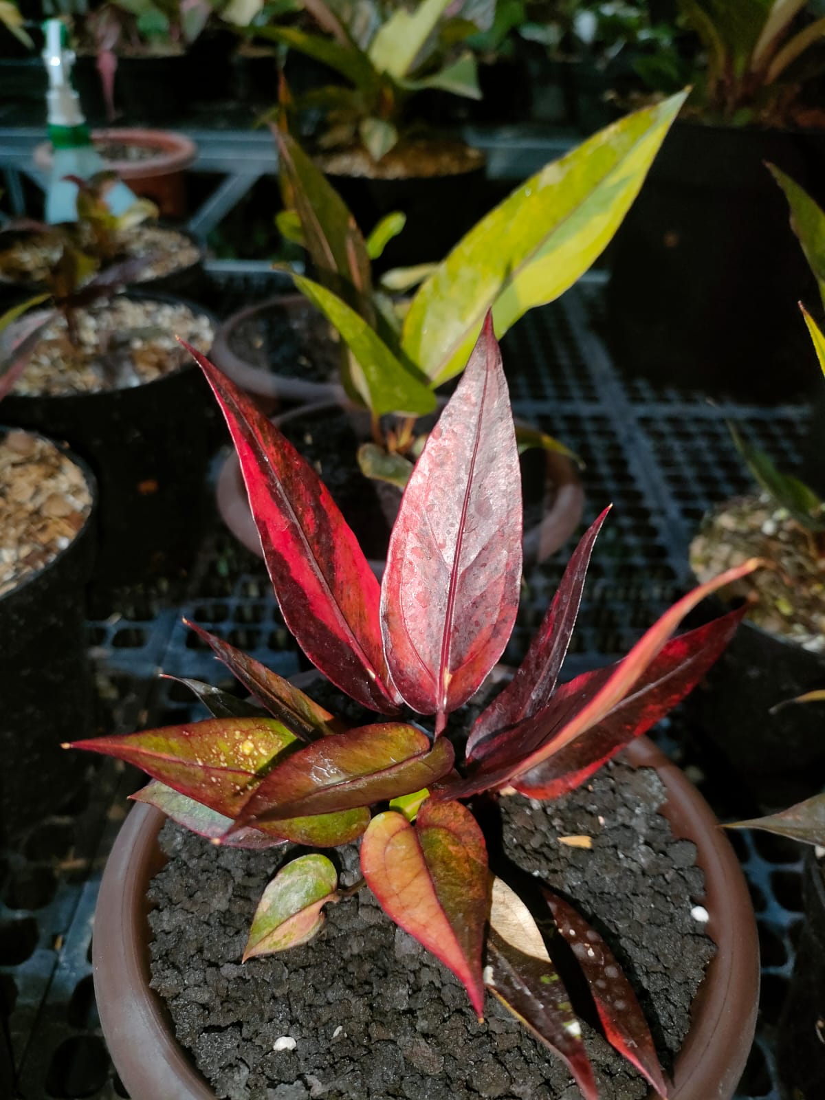Anthurium Jenmanii Red Blood 2-4 Leaves
