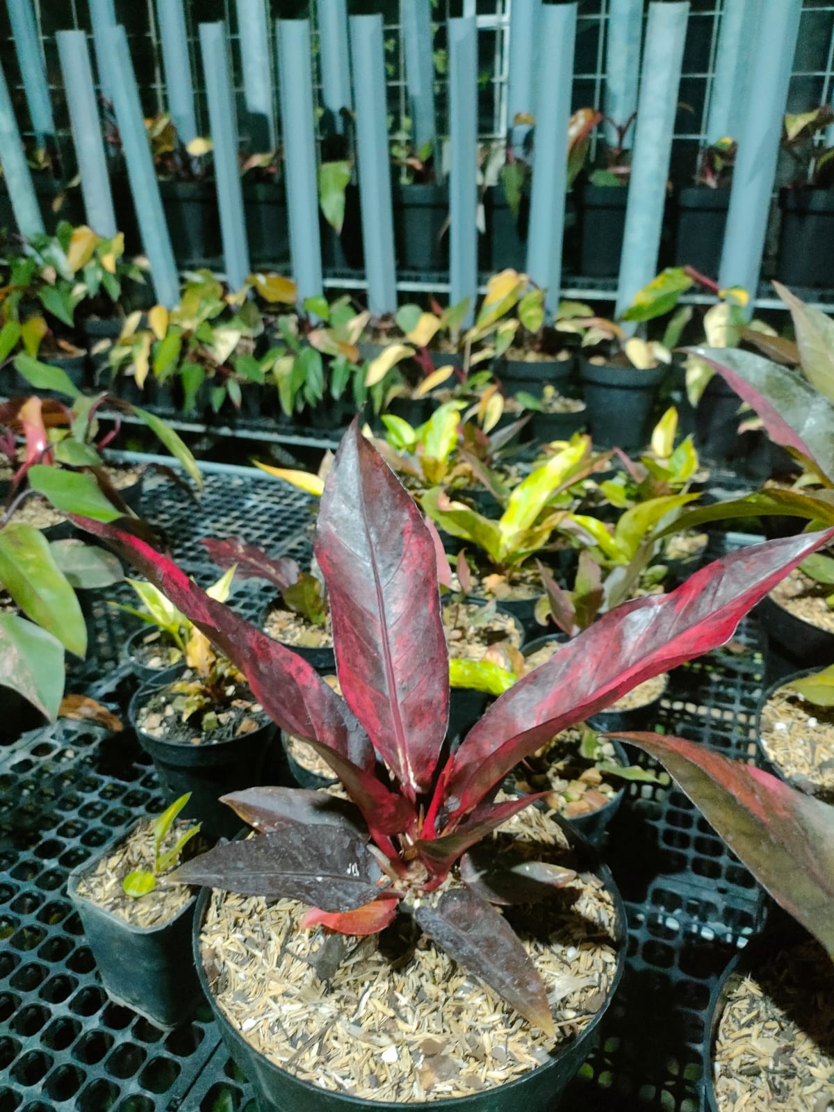 Anthurium Jenmanii Red Blood 2-4 Leaves