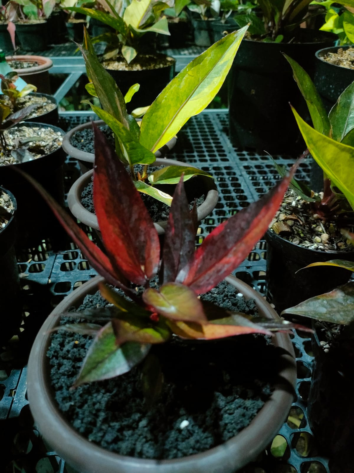 Anthurium Jenmanii Red Blood 2-4 Leaves