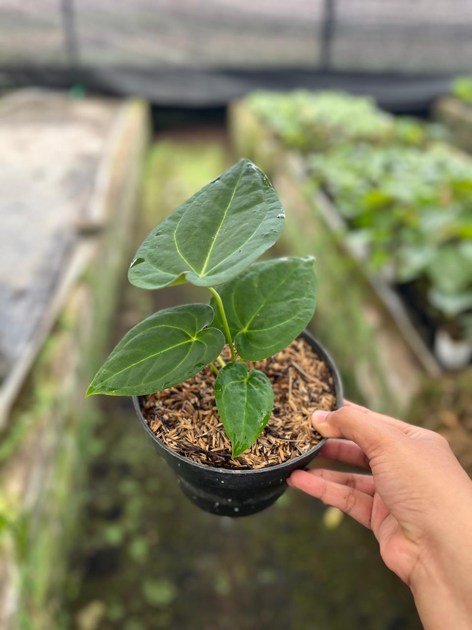 Anthurium Papilillaminum 2-4 Leaves