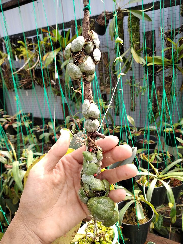 Dischidia Cochleata 2-3 Leaves